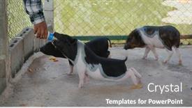  Presentation with pig farm - Slide deck featuring feed-little-pig-at-farm background and a gray colored foreground