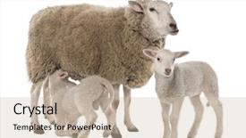  Presentation with all on one robot - Slides featuring feed sheep - ewe with her two lambs background and a soft green colored foreground