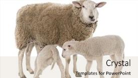  Presentation with background - Cool new presentation design with feed sheep - ewe with her two lambs backdrop and a soft green colored foreground
