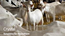  Presentation with sheep - PPT layouts with feed sheep - herd of dairy goat background and a gray colored foreground