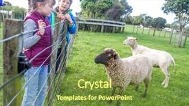  Presentation with animals for kids - Theme having feed sheep - young kids taking care background and a tawny brown colored foreground