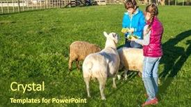  Presentation with animals for kids - PPT layouts with feed sheep - young kids taking care background and a tawny brown colored foreground