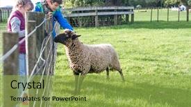  Presentation with animals - Amazing slide deck having feed sheep - young kids taking care backdrop and a yellow colored foreground