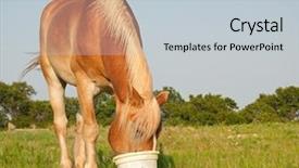  Presentation with storage food grain - Slide deck having feed supplement - belgian draft horse eating his background and a lemonade colored foreground
