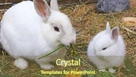  Presentation with mom and newborn - Audience pleasing presentation theme consisting of feed supplement - mom and son rabbit backdrop and a  colored foreground