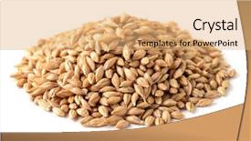  Presentation with seeds - Slide set featuring feed supplement - pile of barley seeds isolated background and a  colored foreground