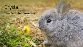  Presentation with rabbit - PPT layouts enhanced with feed supplement - rabbit eating grass background and a  colored foreground