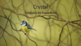  Presentation with part time job during studies - Presentation theme having feeder in a garden hungry background and a  colored foreground