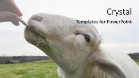  Presentation with sheep - Cool new theme with feeding a sheep - close-up backdrop and a  colored foreground