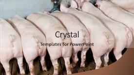  Presentation with breeding - Slides having feeding at breeding pig farm background and a soft green colored foreground