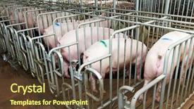  Presentation with breeding - PPT theme featuring feeding at breeding pig farm background and a tawny brown colored foreground