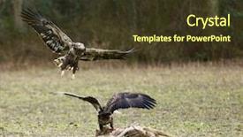  Presentation with soaring - Cool new presentation design with feeding bald eagles backdrop and a tawny brown colored foreground