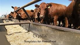  Presentation with farm - Theme having feeding-bunks-on-a-farm background and a coral colored foreground