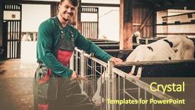  Presentation with dairy farm - Slide deck enhanced with feeding calf in the cowshed background and a violet colored foreground