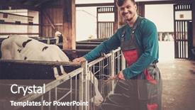  Presentation with dairy farm - PPT theme consisting of feeding calf in the cowshed background and a gray colored foreground