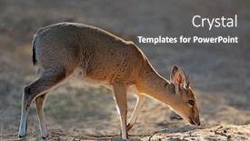  Presentation with south africa - Audience pleasing theme consisting of feeding-common-duiker-antelope-sylvicapra backdrop and a dark gray colored foreground