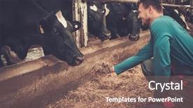  Presentation with dairy cow - Audience pleasing slide deck consisting of feeding cow in the cowshed backdrop and a coral colored foreground