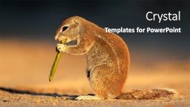  Presentation with kalahari - Slide deck having feeding ground squirrel xerus inaurus in late afternoon light kalahari desert south africa background and a wine colored foreground
