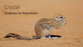  Presentation with south africa - PPT layouts consisting of feeding-ground-squirrel-xerus-inaurus background and a coral colored foreground