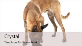  Presentation with animal rescue - Theme having food rescue - dog eating from bowl isolated background and a light gray colored foreground