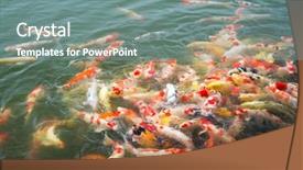  Presentation with koi fish - Presentation design enhanced with feeding koi fish background and a seafoam green colored foreground