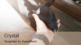  Presentation with goat farm - PPT layouts consisting of feeding little goat at farm background and a coral colored foreground