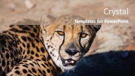  Presentation with cheetah - Colorful presentation design enhanced with feeding of cheetah private farm safari in namibia backdrop and a coral colored foreground