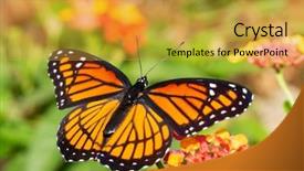  Presentation with butterfly - Cool new presentation with feeding on a lantana flower backdrop and a gold colored foreground