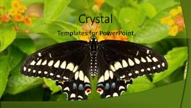  Presentation with black church easter - Presentation theme having feeding on a lantana flower background and a gold colored foreground