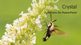  Presentation with moth - Beautiful slide deck featuring feeding on white butterfly bush backdrop and a  colored foreground
