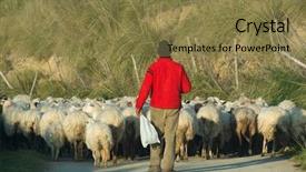  Presentation with country - PPT layouts consisting of feeding people - back view of a shepherd background and a  colored foreground