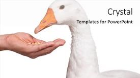  Presentation with octopus on isolated white - Presentation theme having feeding people - white domestic goose isolated background and a  colored foreground