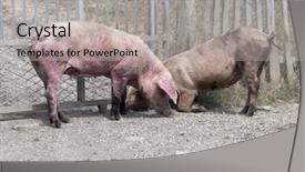  Presentation with pigs - Slide deck consisting of feeding poor - pigs walking through the village background and a light gray colored foreground