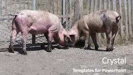  Presentation with poor village - Beautiful theme featuring feeding poor - pigs walking through the village backdrop and a gray colored foreground