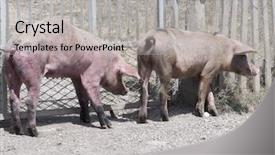 Presentation with poor village - Slide deck featuring feeding poor - pigs walking through the village background and a light gray colored foreground