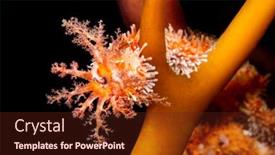  Presentation with sea cucumber - Amazing slide set having feeding-sea-cucumber backdrop and a tawny brown colored foreground