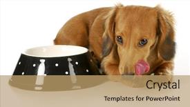  Presentation with dog feeds - Slide deck featuring feeding the dog - miniature dachshund background and a coral colored foreground