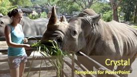  Presentation with zoo - Amazing presentation theme having feeding the rhinoceros at zoo backdrop and a tawny brown colored foreground