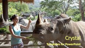  Presentation with zoo - Slide deck with feeding the rhinoceros at zoo background and a tawny brown colored foreground