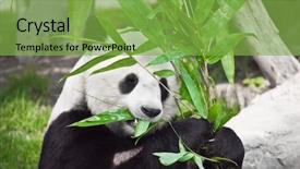  Presentation with eating - Audience pleasing PPT layouts consisting of feeding time giant panda eating backdrop and a seafoam green colored foreground