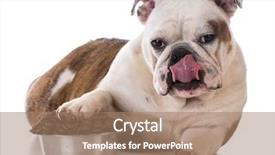  Presentation with pay - Slide deck enhanced with feeding your pet - bulldog puppy background and a coral colored foreground