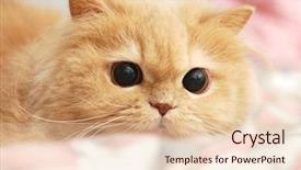  Presentation with persian - Beautiful PPT theme featuring feel good - persian cat backdrop and a lemonade colored foreground
