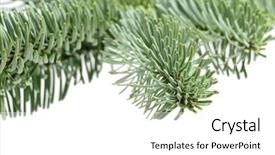  Presentation with tree - Presentation theme featuring feer - blue fer tree isolated background and a  colored foreground