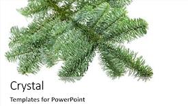  Presentation with five sided blue to white - Audience pleasing theme consisting of feer - blue fer tree isolated backdrop and a  colored foreground