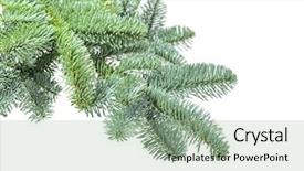  Presentation with tree - PPT layouts with feer - blue fer tree isolated background and a  colored foreground