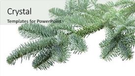  Presentation with pink and blue acrylic smoke white - Audience pleasing PPT layouts consisting of feer - blue fer tree isolated backdrop and a  colored foreground