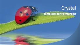  Presentation with water leaf - Presentation theme with feer - little sweet ladybug background and a teal colored foreground