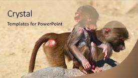  Presentation with stone - Amazing PPT theme having feer - young hamadryas baboon papio hamadryas backdrop and a  colored foreground