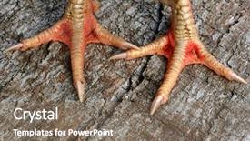  Presentation with jesus washing disciples feet - PPT theme with brown dog sitting in the snow on a bright winter day background and a light gray colored foreground