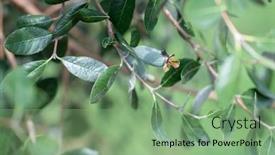  Presentation with growing tree - Slides enhanced with feijoa-fruits-growing background and a seafoam green colored foreground